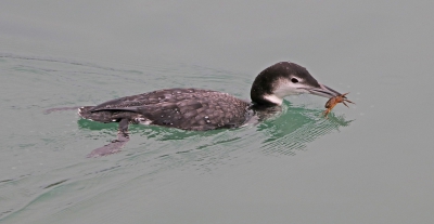 Great Northern Diver with Crab